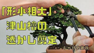 モコモコの津山檜を透かして大きく見せる！The fluffy Tsuyama cypress