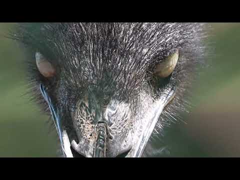 Emu blinks