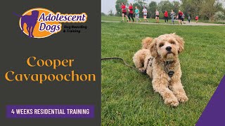 Cooper the Cavapoochon - 4 Weeks Residential Dog Training