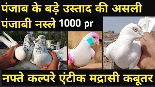 पंजाब के नामी उस्ताद के खुड़ो से आये बाबा धन्ने हजार वाले पंजाबी कबूतर |नफ्ते कल्परे एंटीक मद्रासी 