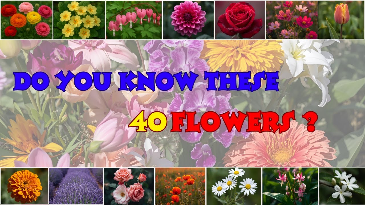 Do You Know These 40 Flowers ? Can You Name Them All !