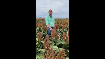 Sorghum Spacing