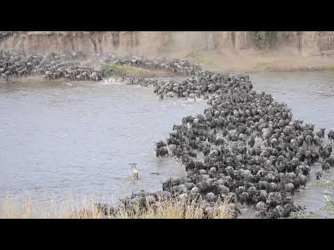 Video: Il fiume Mara in Africa e un grande spettacolo di migrazione animale