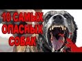 ТОП 10 САМЫЕ ОПАСНЫЕ ПОРОДЫ СОБАК В МИРЕ!