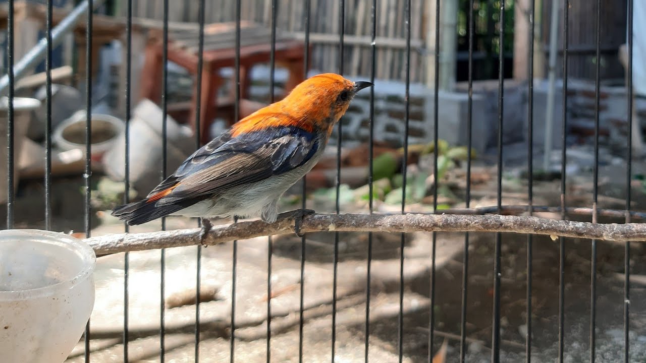 Burung Kemade Gacorr 