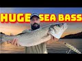 Monster Sea Bass! Get in!