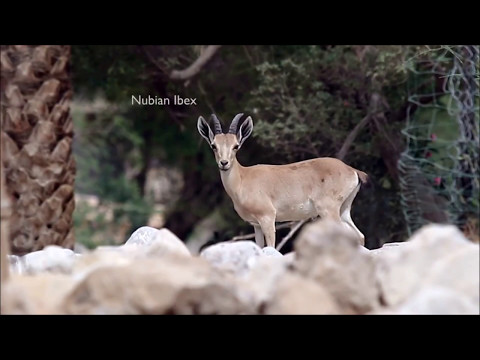 Naturaleza en Israel: El oasis de Ein Gedi