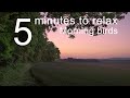 5 Minutes To Relax Morning Birds Beautiful Birds Sounds In The Morning For Relaxing Meditation 