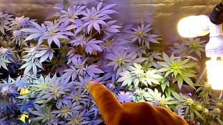 flower tent update/newbies for next run