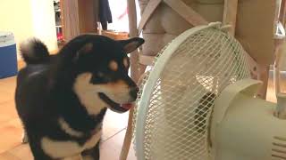 How to save dog from 36°C