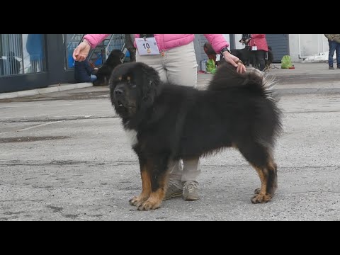 Video: Koiranäyttelyn tuomarit
