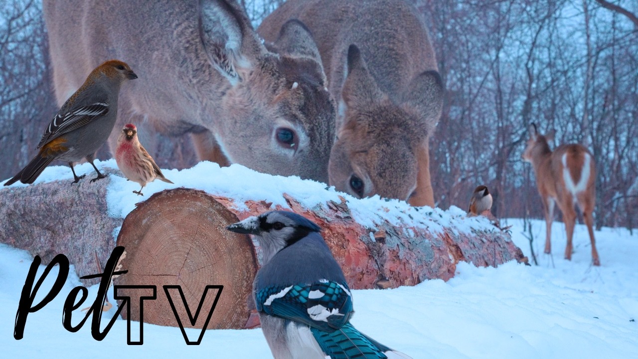 Cat TV - Deer & Birds Up-Close 🦌 8 Hours of Calm Nature for Cats (Dogs Love it Too!)