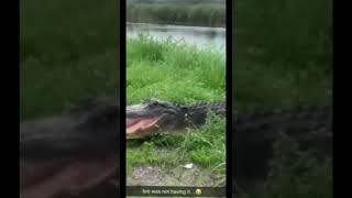 Guy Tells Alligator Jokes, but the Alligator do not find them funny