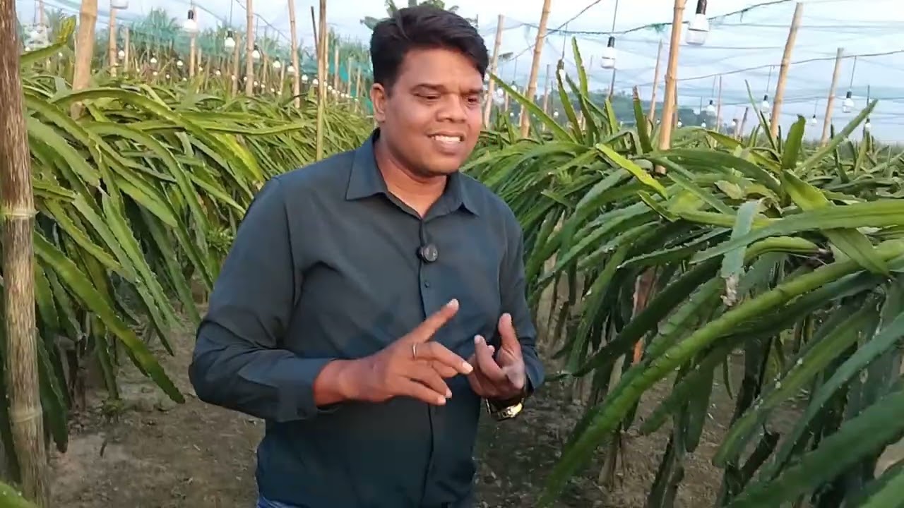 ড্রাগন ফলের স্পট জনিত সমস্যা ও তার সমাধান। #krishnalove #agricultu  #frutas #fruitgardening 