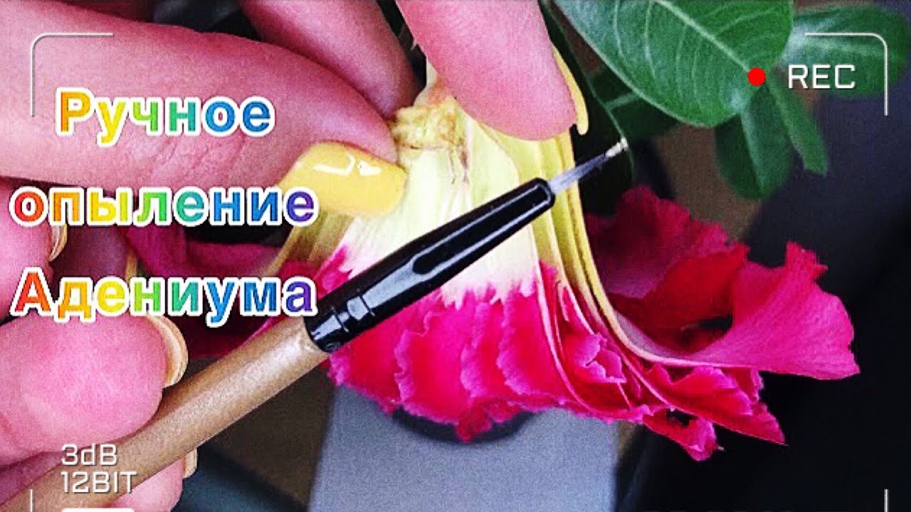 Адениум . Ручное опыление Адениума