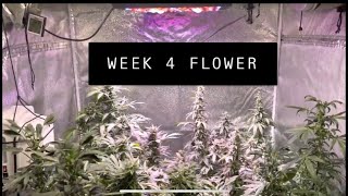 4x4 grow tent week 4 flower