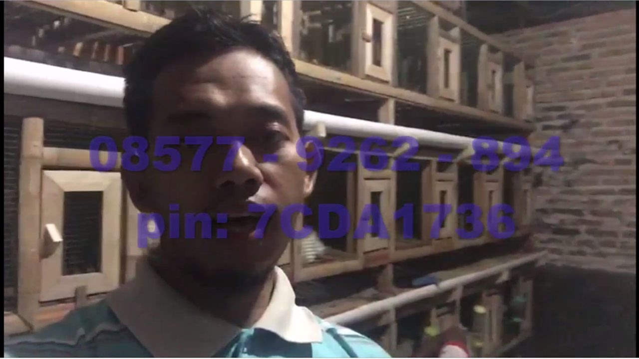 Ternak Kelinci [081213644254]- Jualan Kelinci Untuk Tempat Wisata