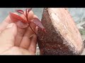 (Đx))25M289 gl cây sộp 300k LH 0707713796 Khương bonsai