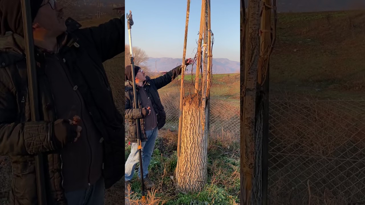 Aşı yapılan cevizler tuttuktan sonra ağlama olursa aşılar kururmu