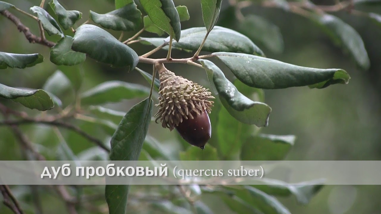 дуб пробковый - YouTube