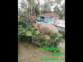 Jhapa Mechinagar04 Bahundangi Ma Hathi Herna Jam Bihani Pakha Yesai Gari Ganesh Ko Darasan Garum 