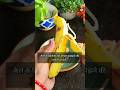 Kya aap bhi Banana 🍌 peel ko waste ker dete hai ? #fertilizer #shorts  #organicfarming #careplants