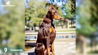 Top 10 Most liked Doberman photos and captions on Facebook Top 10 Most liked Doberman photos and captions on Facebook