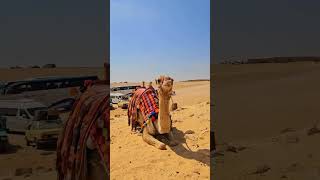 Pyramids of Giza, Sphinx, Saqqara & Memphis Tour