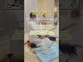 waliden ke liye dua | Mann baap ke liye dua #shorts #islamicprayer