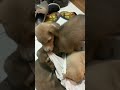Cute puppies playing#puppylove #puppies