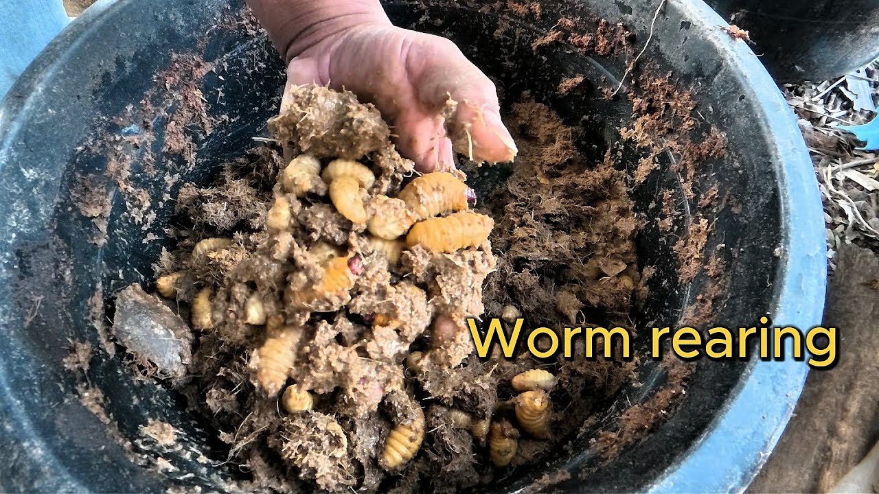 Change The New Feed For Palm Tree Worms After 20 Days, Step 2