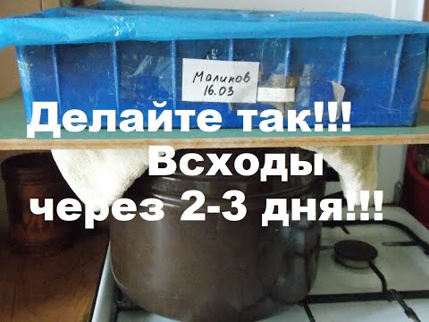 Сею гомфрену Хааге и ставлю на кастрюлю с кипящей водой!