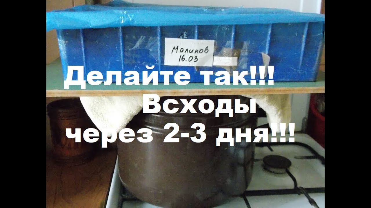 Сею гомфрену Хааге и ставлю на кастрюлю с кипящей водой!