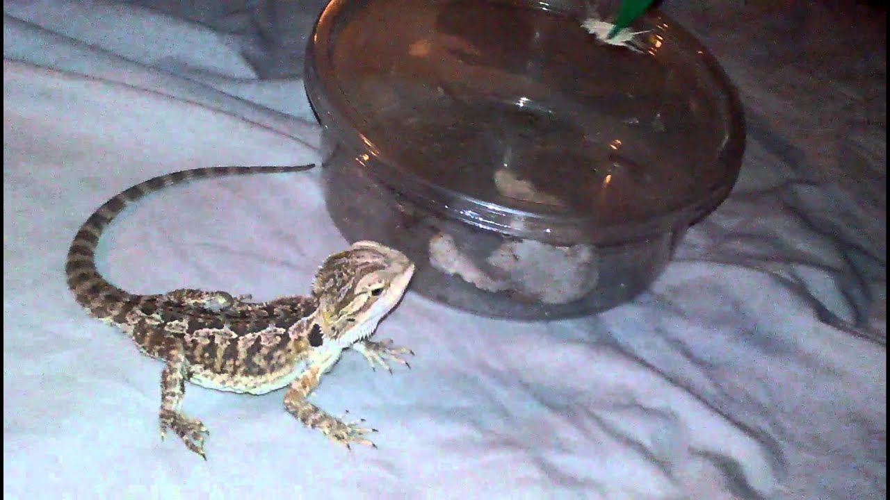 Bearded Dragon Eating Crickets YouTube