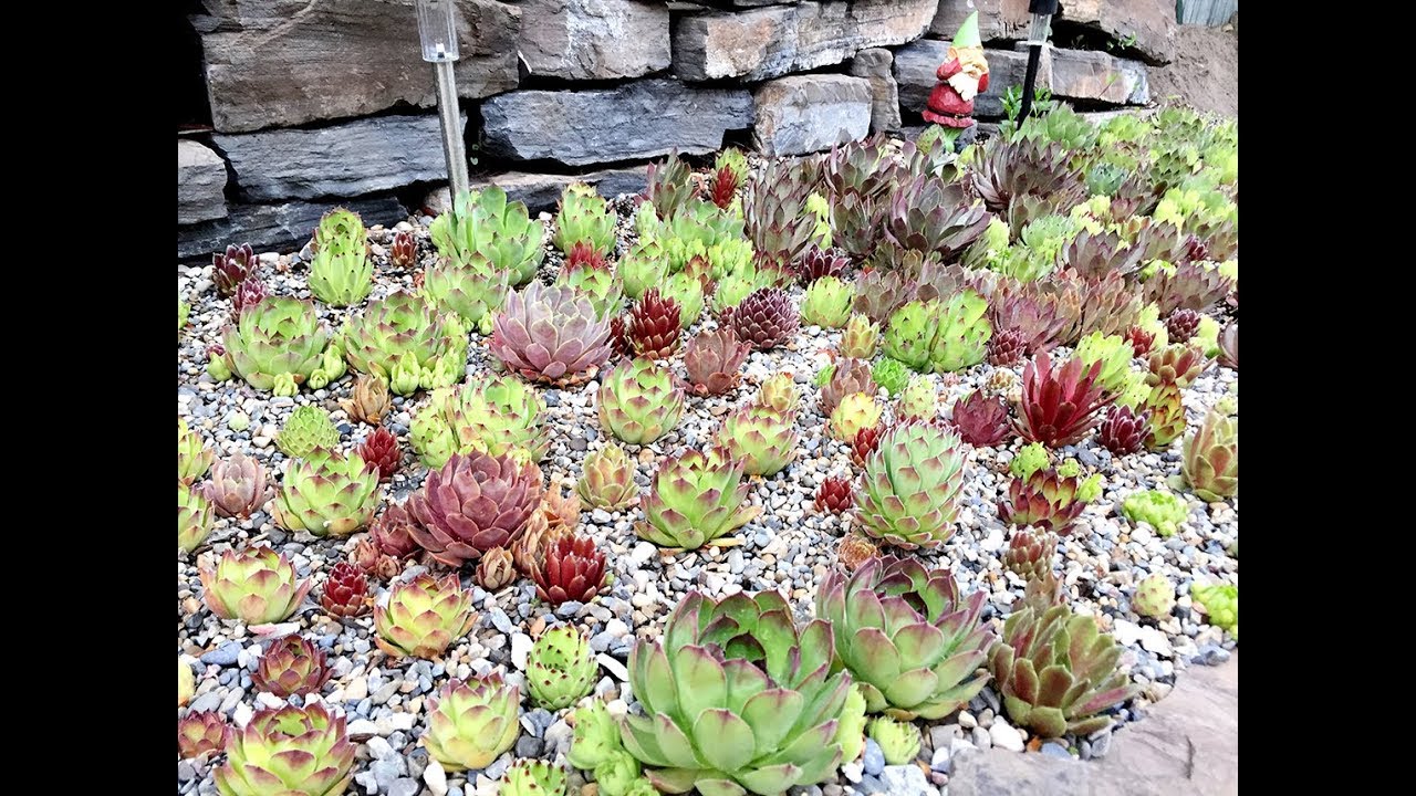 Our Mini Rock Garden - Succulents @ Sempervivum 2 - YouTube