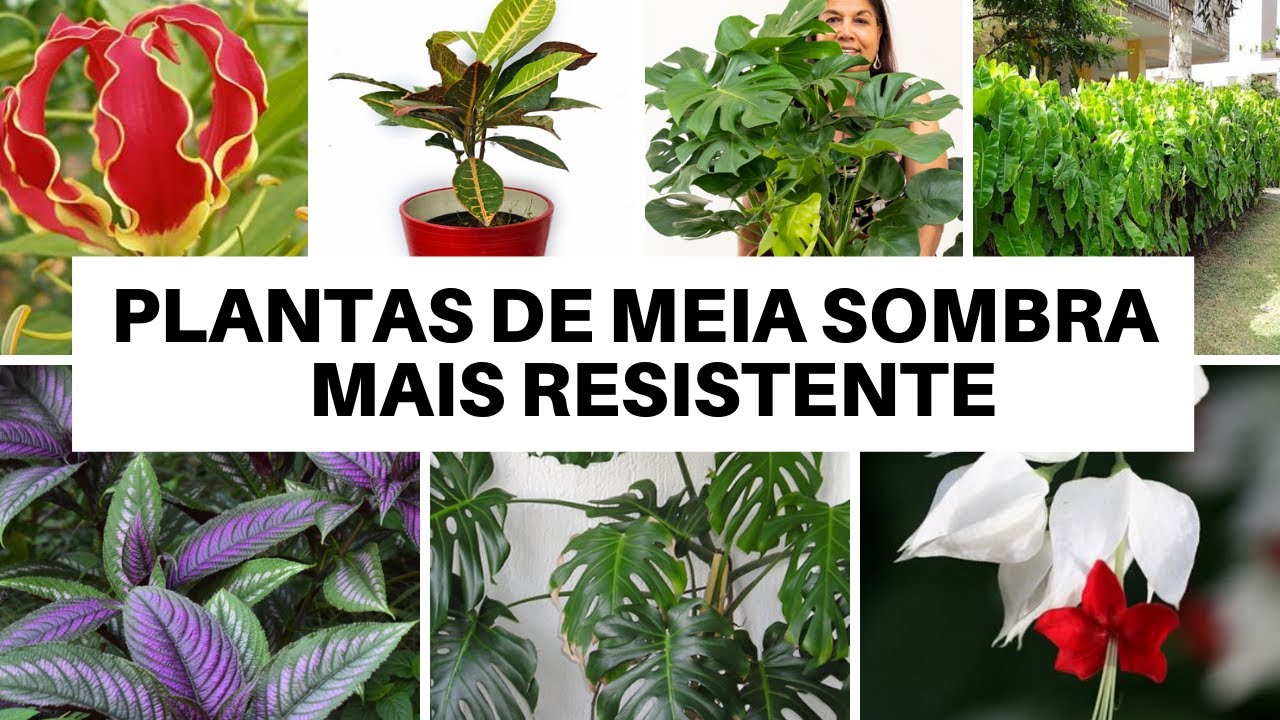 10 Plantas para ser cultivada a meia sombra, ( espécies mais resistente a  pragas ) - thptnganamst.edu.vn