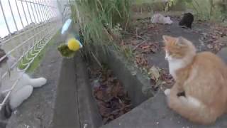 ビビりな子猫達とおもちゃで遊んでいたら、兄猫も乱入してきた