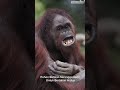 ORANGUTAN KALIMANTAN (Pongo pygmaeus) — RAJA RIMBA LIAR YANG TERANCAM PUNAH!!!#animals #viral #fyp