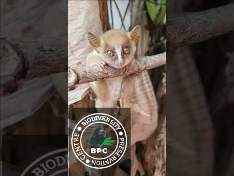 Here S What You Don T Know About Bushbabies Part 2 Threatenedspecies Bushbaby Galago 