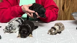 Mystic Miniature Schnauzer Puppies April 10, 2024 by WindyHillKennelcg 528 views 6 days ago 6 minutes, 37 seconds