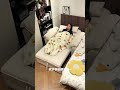 【超便利】ソファにもベッドにもなる！1台2役のソファーベッドが優秀すぎて感動したｗｗ🛏️🛋️