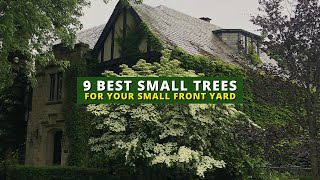 The 9 Best Small Trees for Your Front Yard 🌲🌳