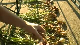Harvesting Onions and drying them out for Winter Storage