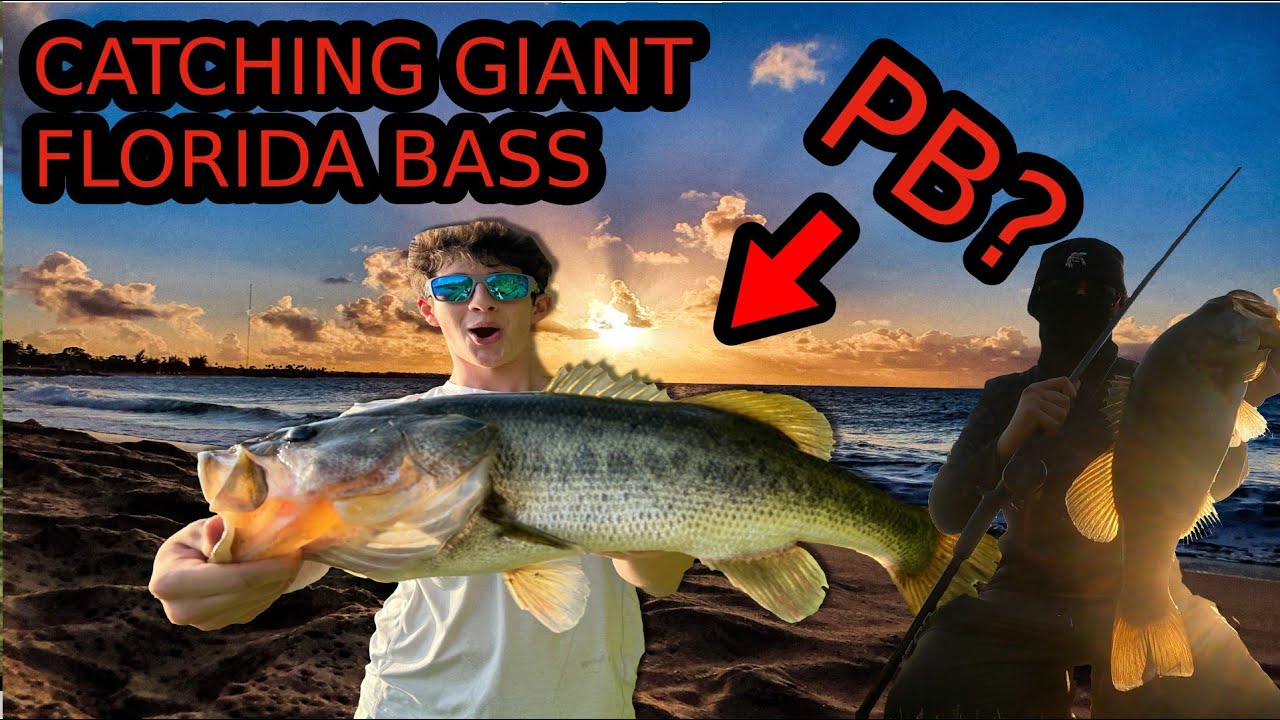 catching big bass