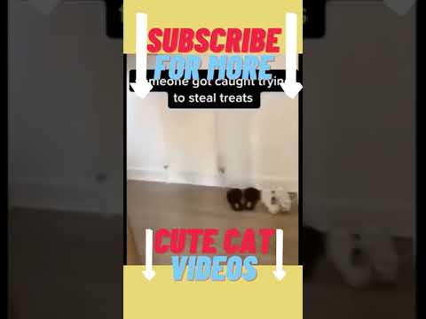 153 Where Is You Shorts Cutecatandfunnycat By Cutecatvideos 