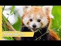 Impresionantes imgenes de un panda rojo en las profundidades del himalaya  episodio completo
