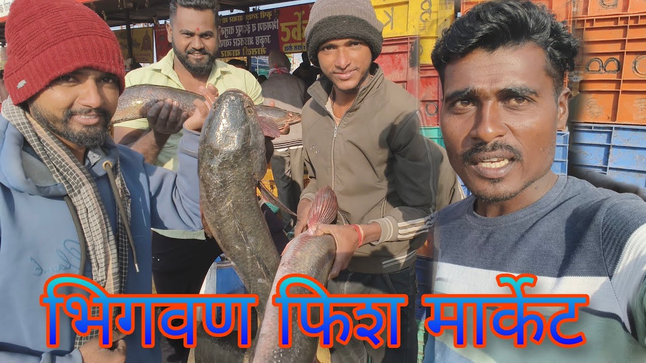 सर्वात मोठं भिगवण फिश मार्केट भिगवण वरून आणली माशांची🐠जाळी सुद्धा घरी येऊन बनवली चिलापी फ्राय😋