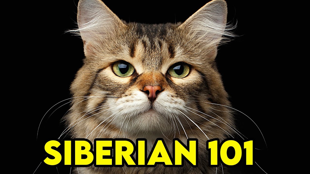 Siberian Cat 101 - Everything You Need To Know! | Cat Breeds 101