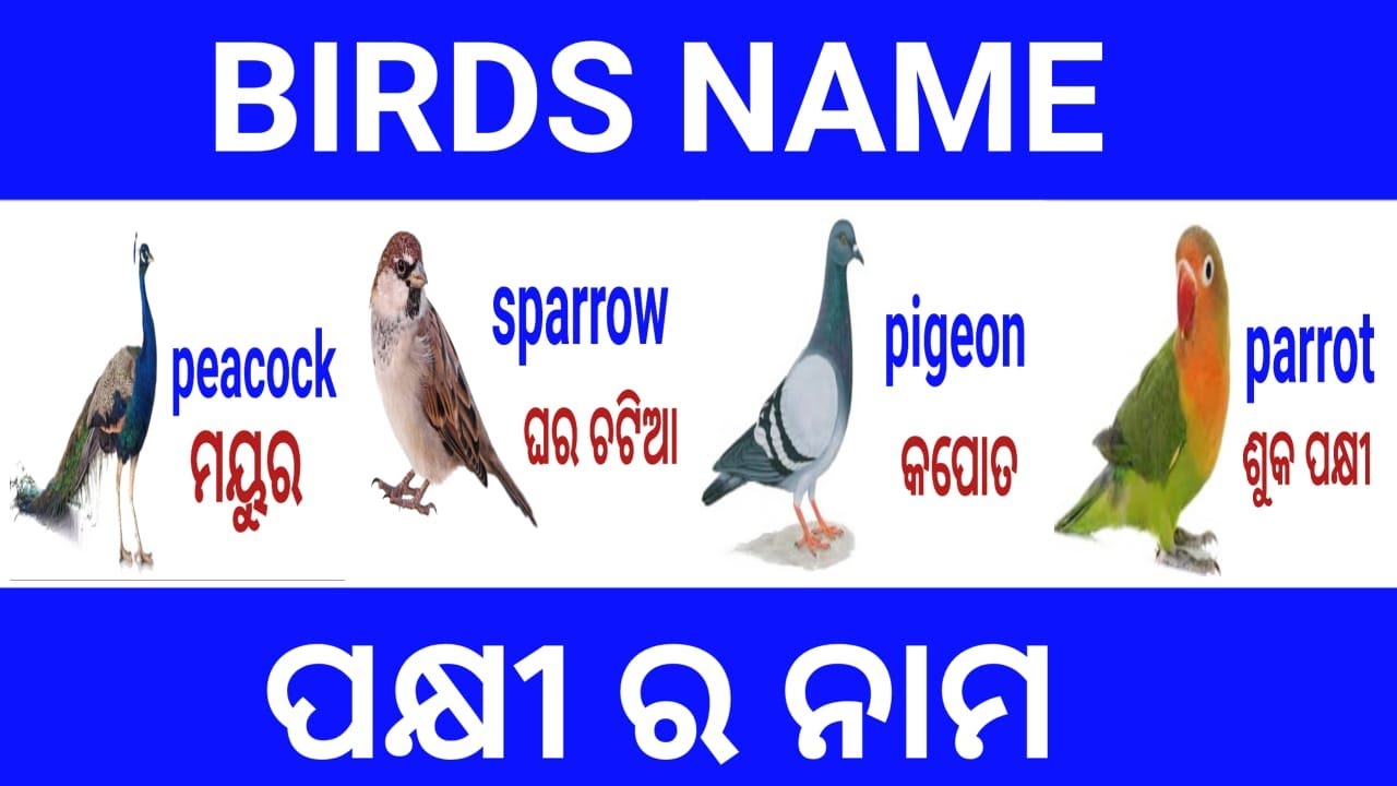 birds-name-in-english-odia-various-bird-name