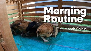 My Daily Chick Care Routine | Cleaning Coop, Feeding & Moving Chicks